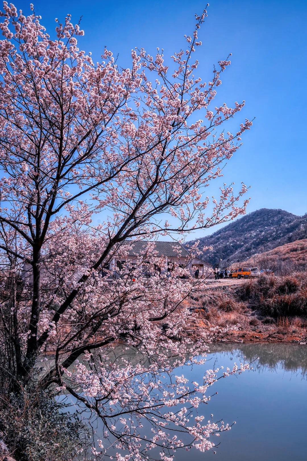 花开一路惊艳半城是独属于奉化的春日浪漫
