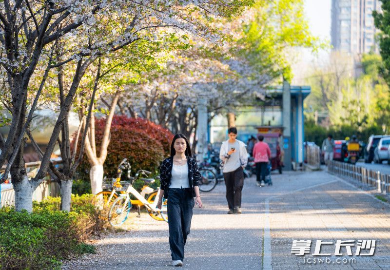 微风吹过，樱花随风飘落在空中，路过的市民看到此景激动不已。