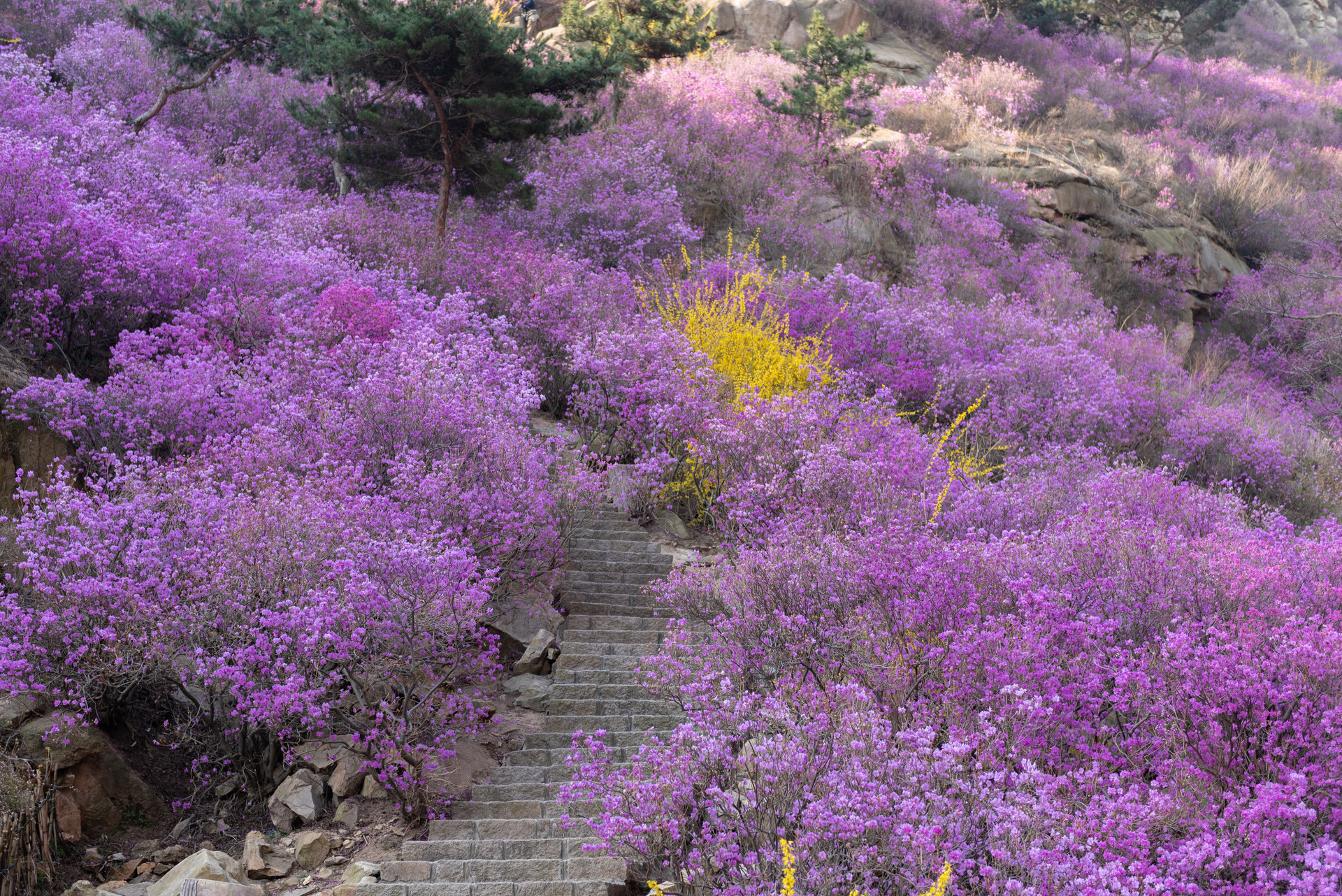 春暖花开 青岛大珠山景区万亩杜鹃即将进入赏花期！