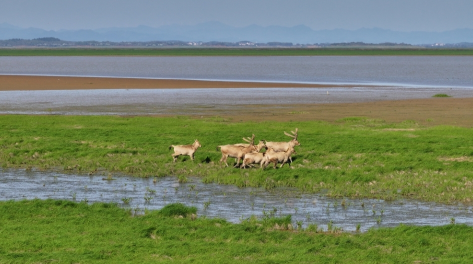 江西都昌春到鄱湖麋鹿欢