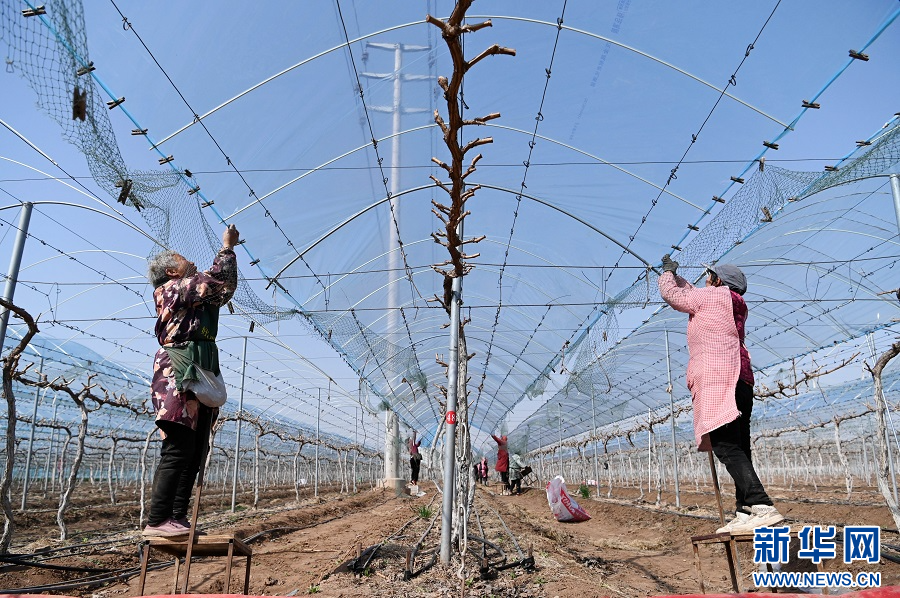 3月20日，河南省沁阳市王曲乡张武作村，农民在整理葡萄架。