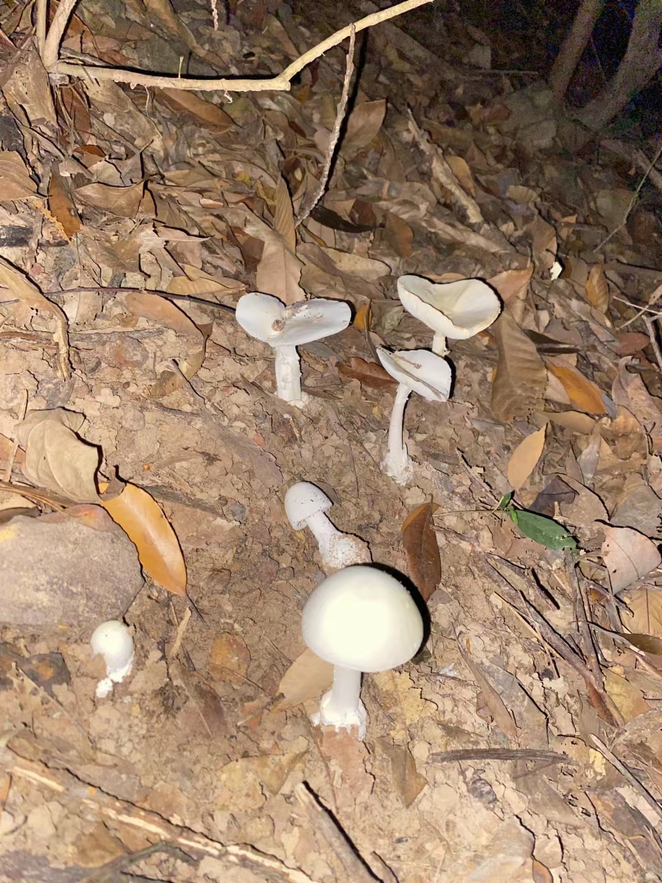野生蘑菇进入生长旺盛期，谨防毒蘑菇中毒