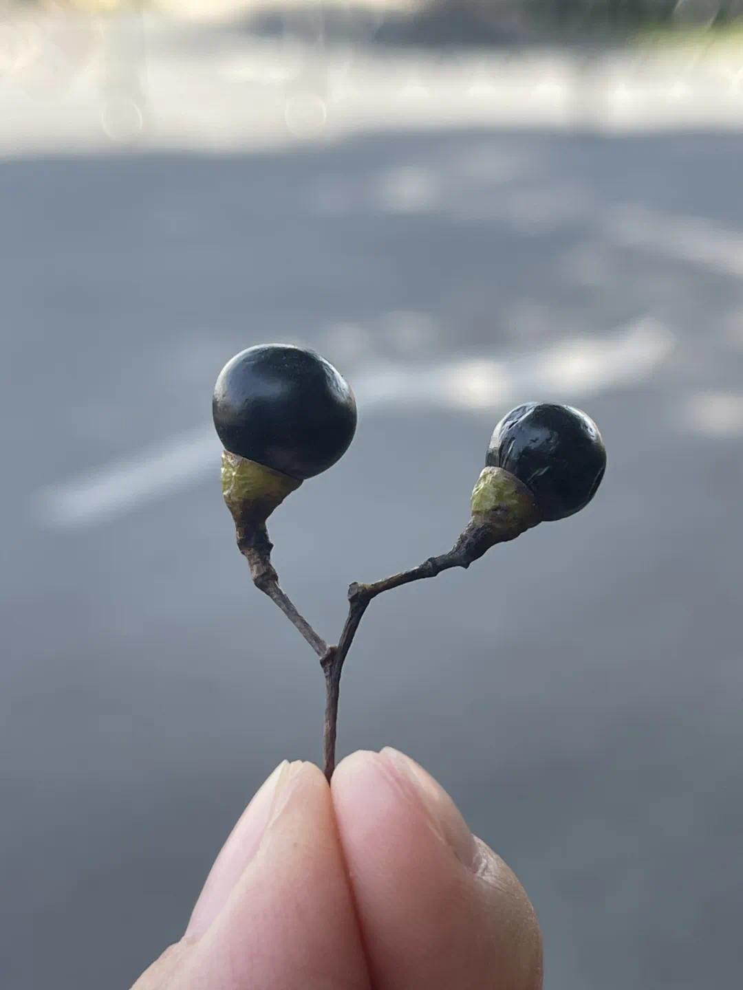 千万注意!近期长沙街头大量出现凤凰网湖南_凤凰网