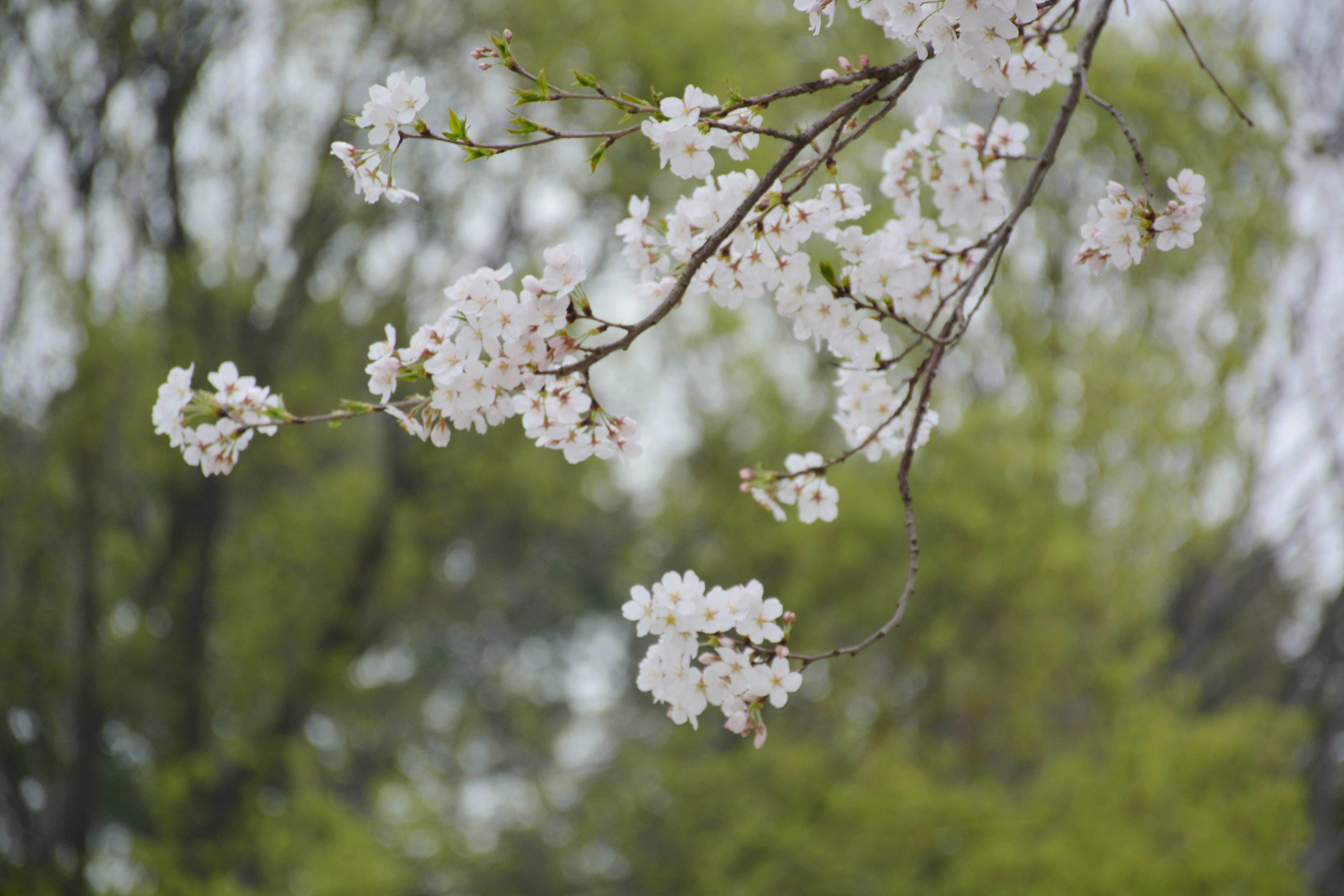 来江北赏花！阳春三月樱语时，岁岁花开树树春