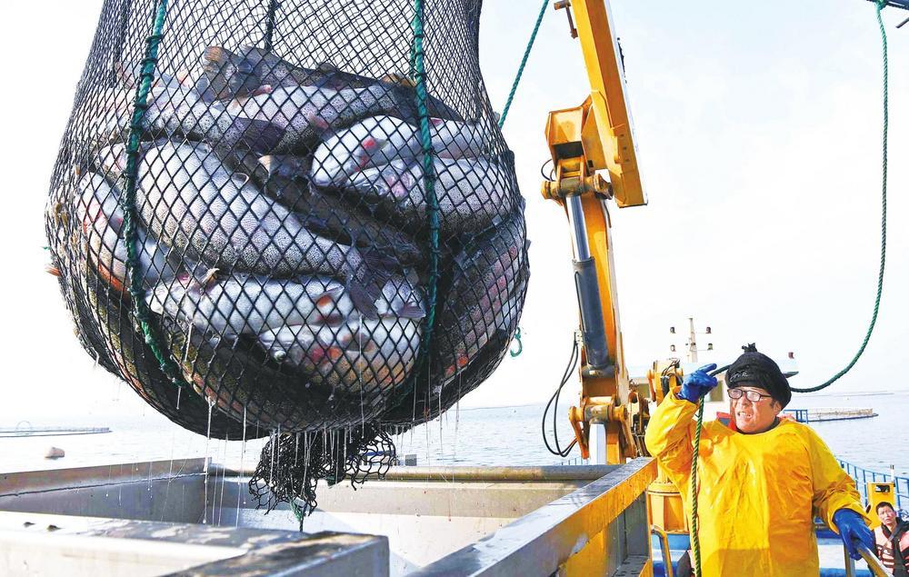 国家级水产健康养殖示范基地永靖县刘家峡一养殖场，工作人员正在捕捞三文鱼。该养殖场养殖规模达到3000多吨，产值1.5亿元以上。
