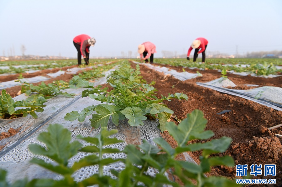 3月25日，河南省沁阳市柏香镇范庄村，农民在蔬菜制种田里管理萝卜种苗。