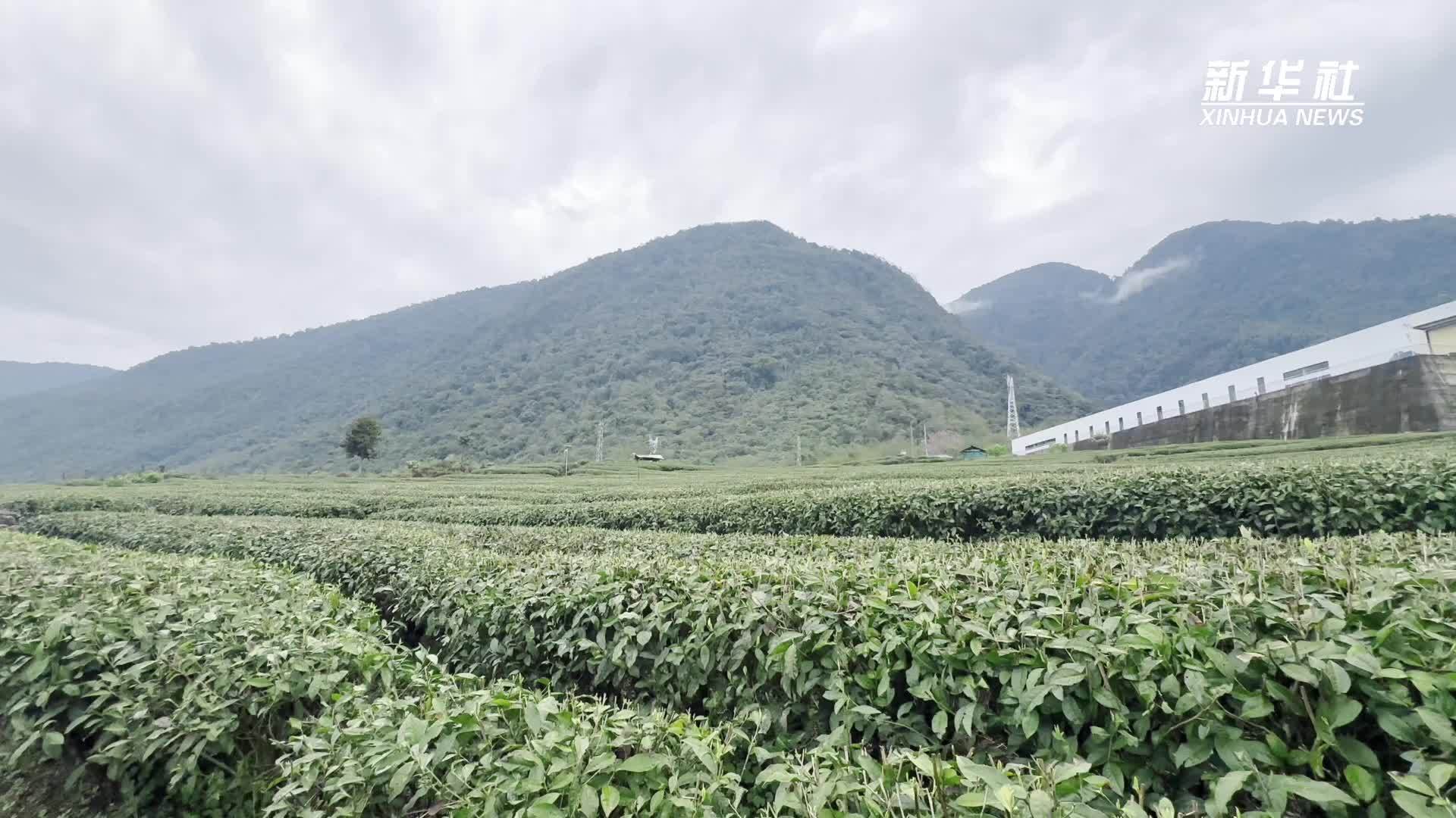 西藏墨脱县：雪域江南美 春茶采摘忙