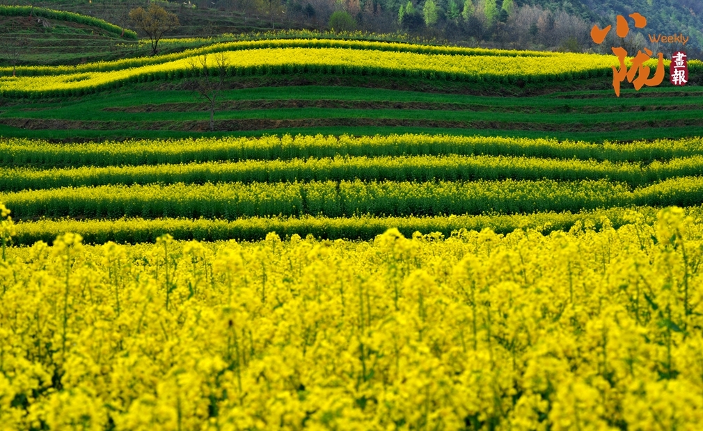 花染陇南满目春 青山绿水入画来凤凰网甘肃_凤凰网