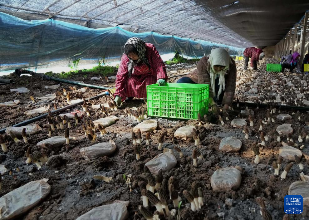 3月26日，农民在河北省卢龙县刘田各庄镇食用菌种植基地的大棚内采摘羊肚菌。