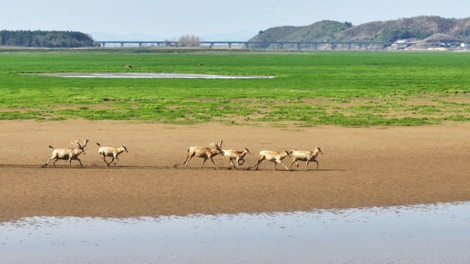 江西都昌春到鄱湖麋鹿欢