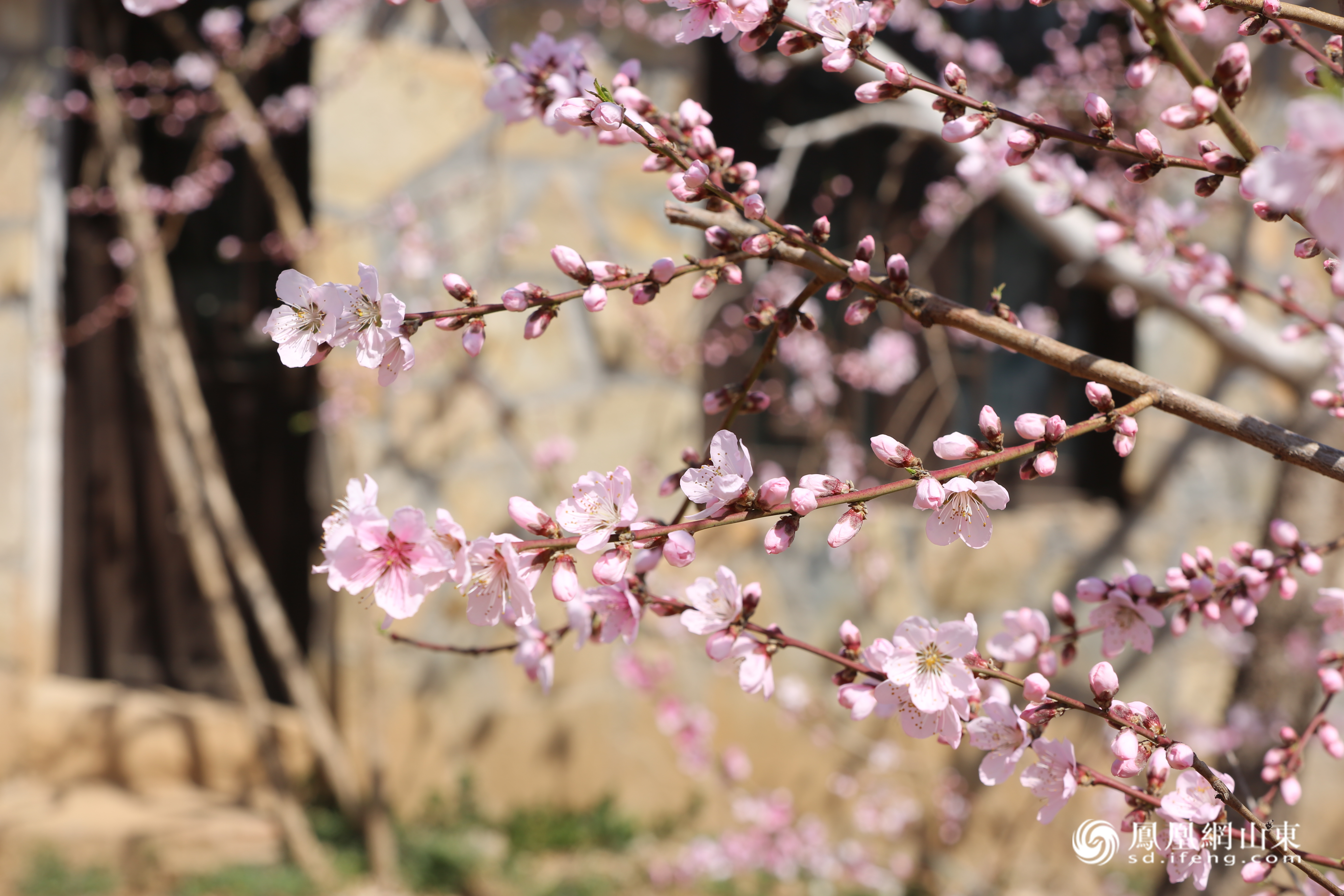 肥城市第二十三届桃花节·仪阳桃花游暨“桃之夭夭”仪阳春日花朝节启幕