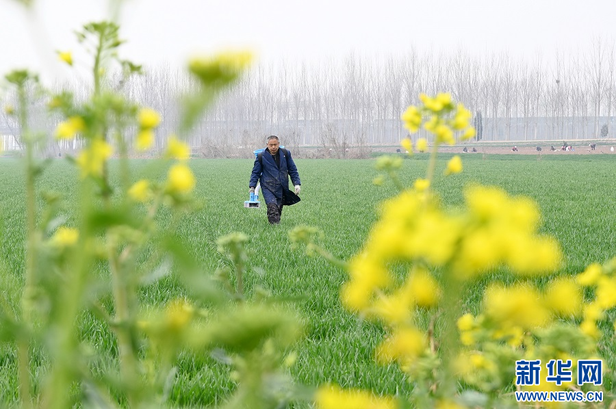 3月22日，河南省沁阳市沁园街道庙门村，农民在进行麦田管理。