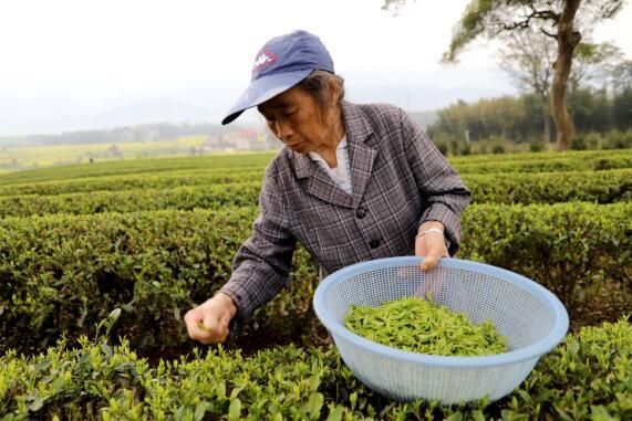 吉安安福县采摘明前茶实现稳定增收图