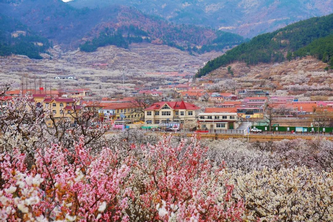 夏庄山色峪：春天的浪漫之约！三千亩樱桃花海等你来邂逅