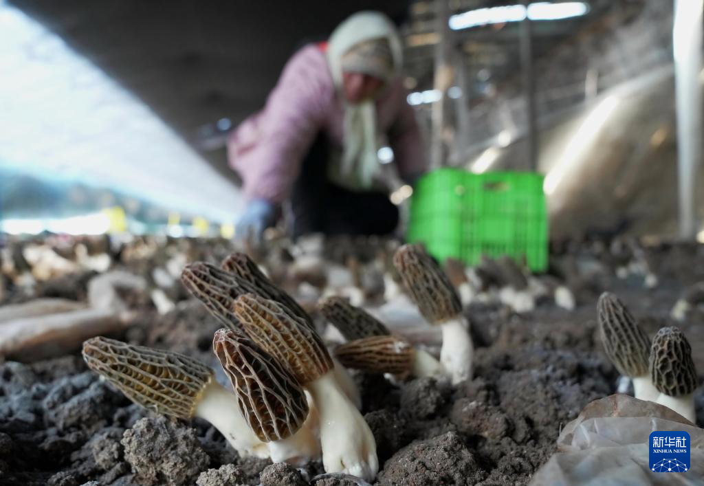 3月26日，农民在河北省卢龙县刘田各庄镇食用菌种植基地的大棚内采摘羊肚菌。