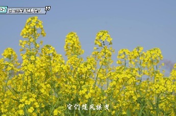 九江庐山市：油菜花开 如诗如画