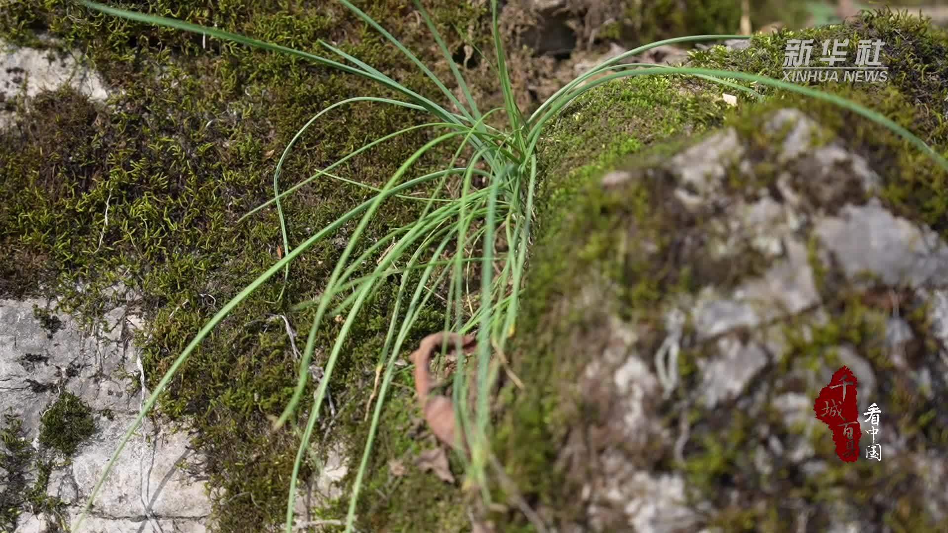 千城百县看中国湖北鹤峰藠果春天里的开胃小菜