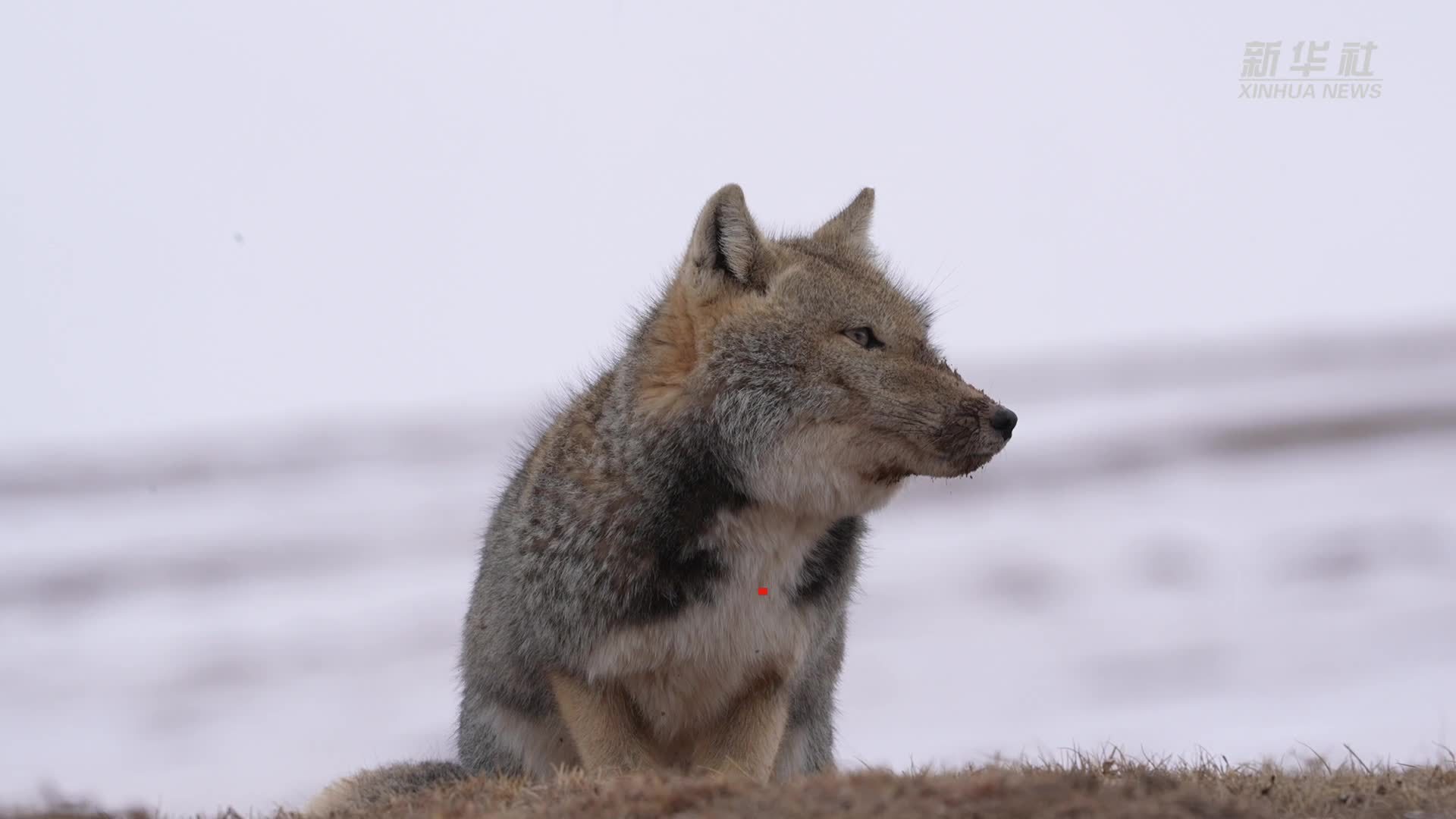 外出觅食的高原藏狐