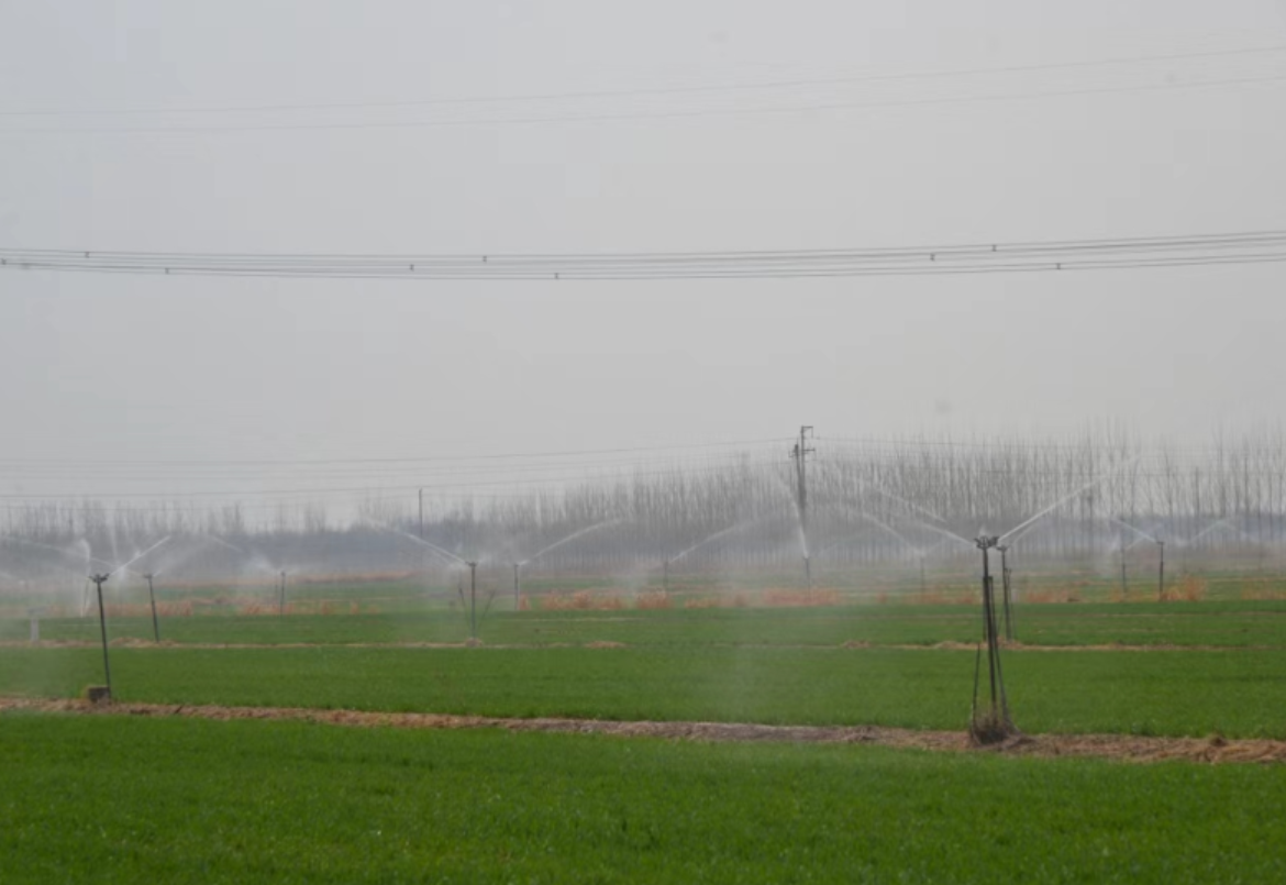 河北沧州：推进旱碱麦特色产业发展  提升粮油作物大面积单产