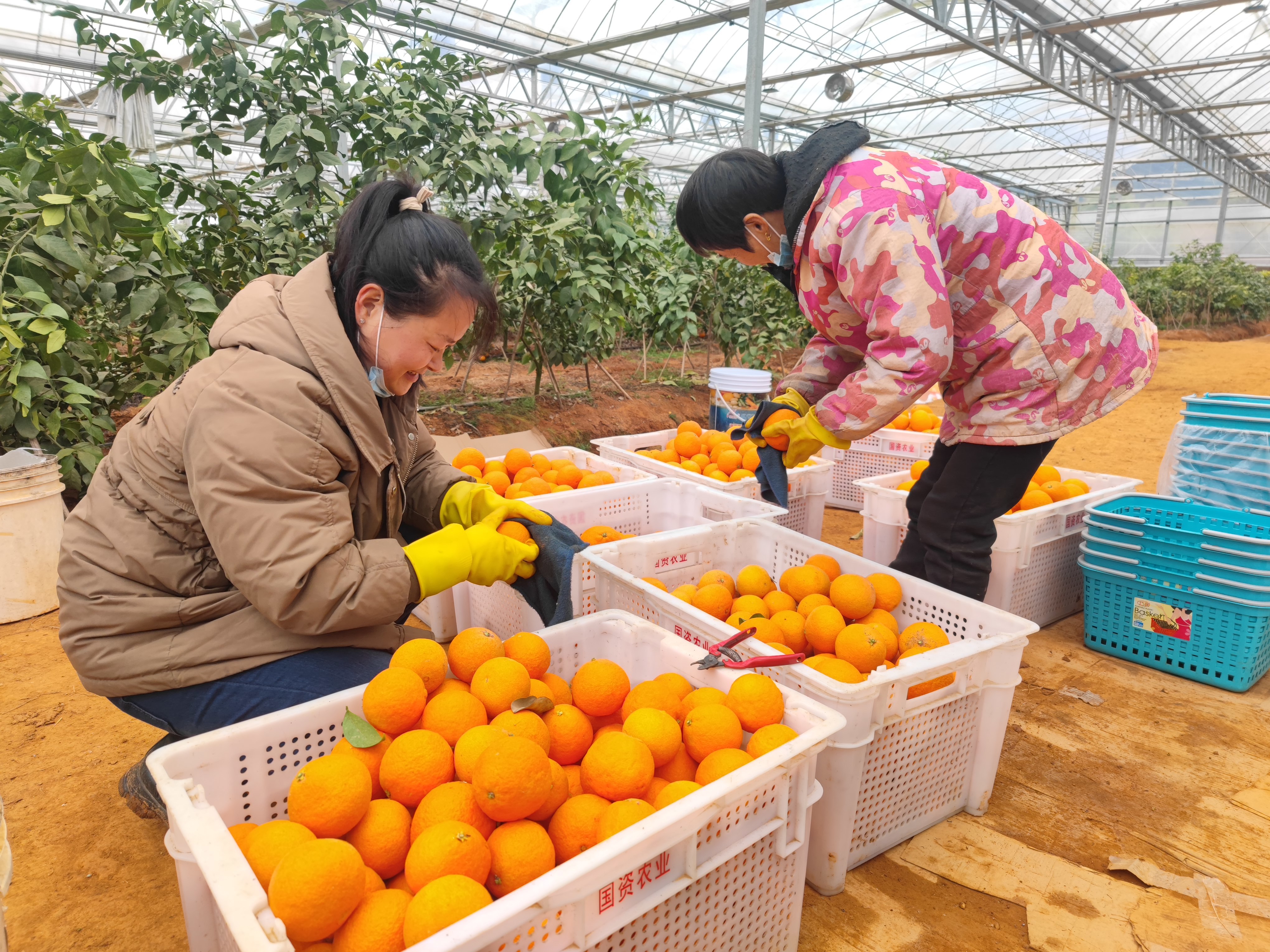 江西进贤富硒沃柑采摘乐