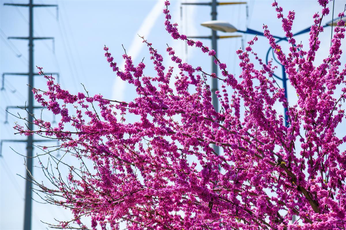 博鱼·体育紫荆花盛放 市民尽享春日美景(图2)