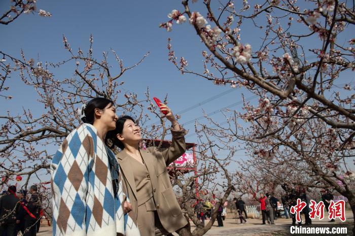 3月29日，游客正在杏花林里游玩拍照。李金刚摄