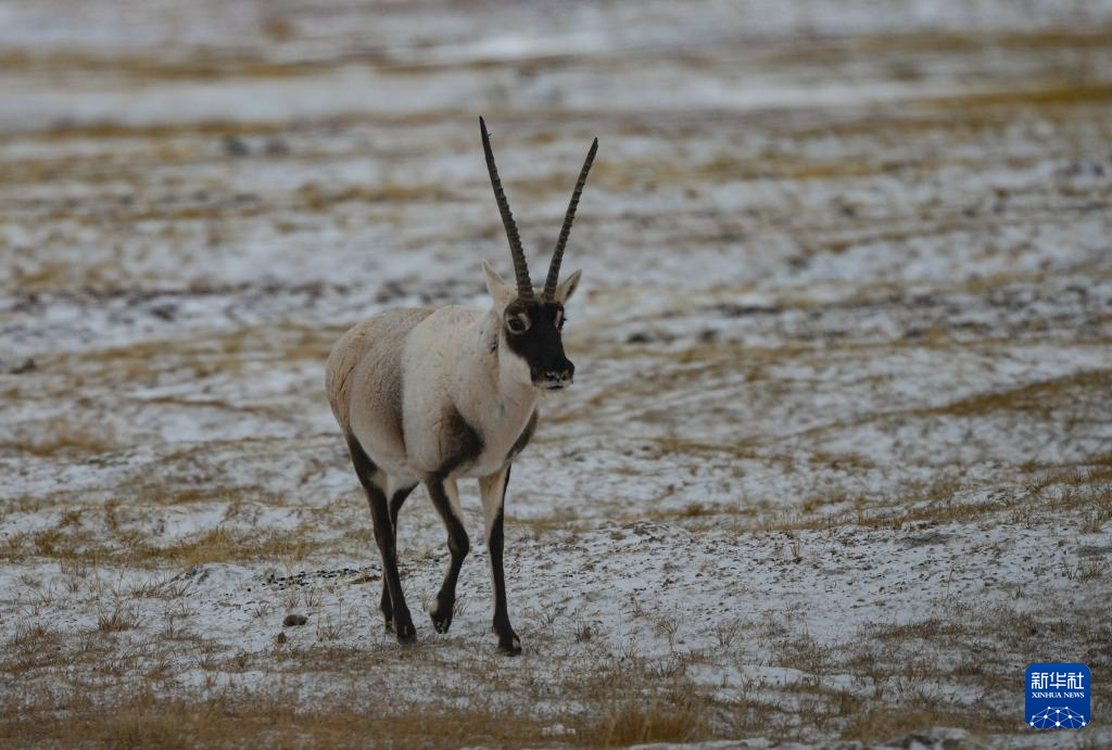 生活在三江源国家公园唐北片区的藏羚羊(2月1日摄).