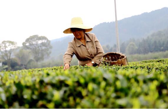 吉安安福县采摘明前茶实现稳定增收图