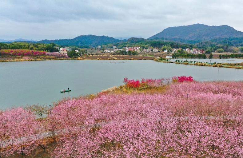 江西武宁：“赏花经济”带火生态旅游