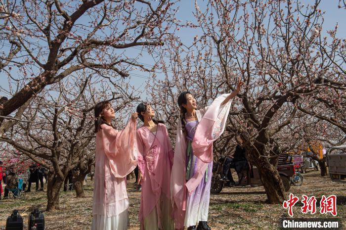 3月29日，游客正在杏花林里游玩。李金刚摄