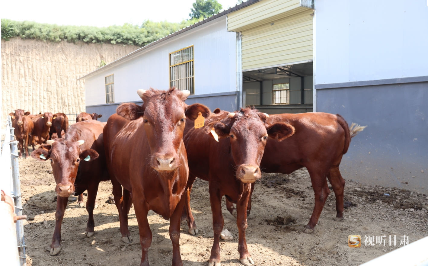 (永乐养殖小区的牛 白水镇政府供图 )