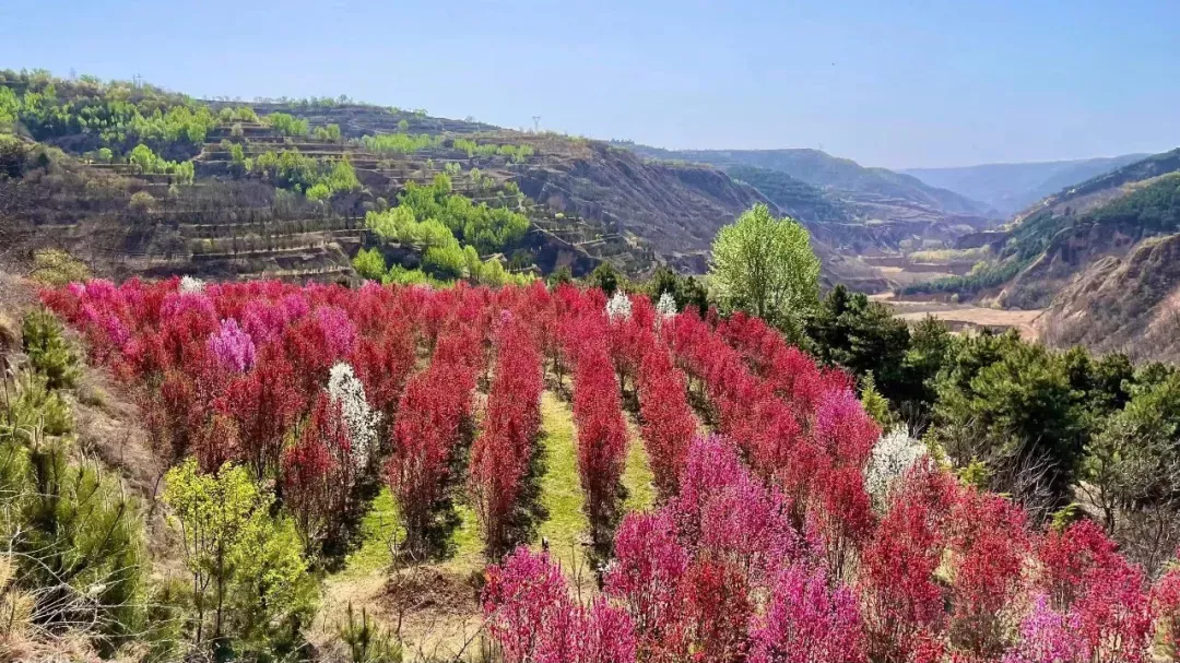 太一农庄十里桃林