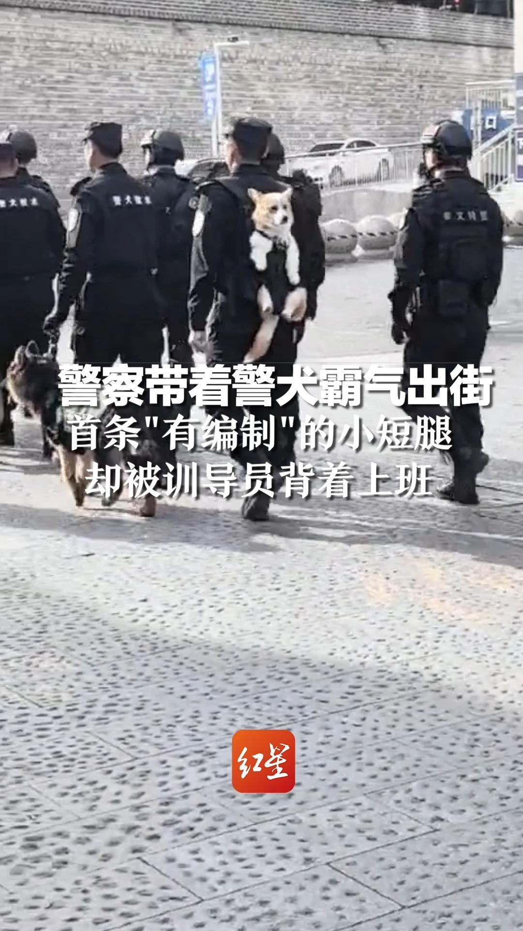 警察带着警犬霸气出街，首条“有编制”的小短腿 却被训导员背着上班