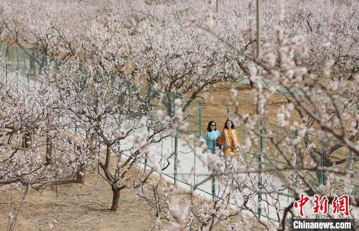3月29日，游客正在杏花林里踏青游玩。李金刚摄