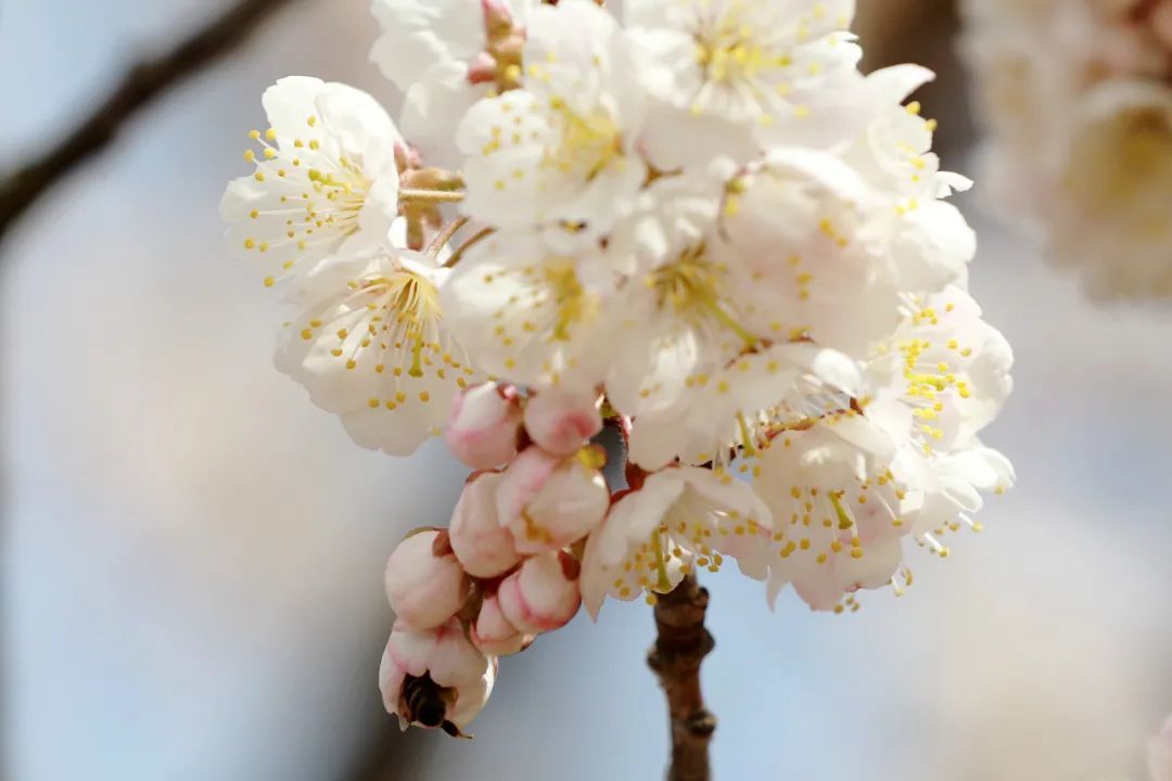 夏庄山色峪：春天的浪漫之约！三千亩樱桃花海等你来邂逅