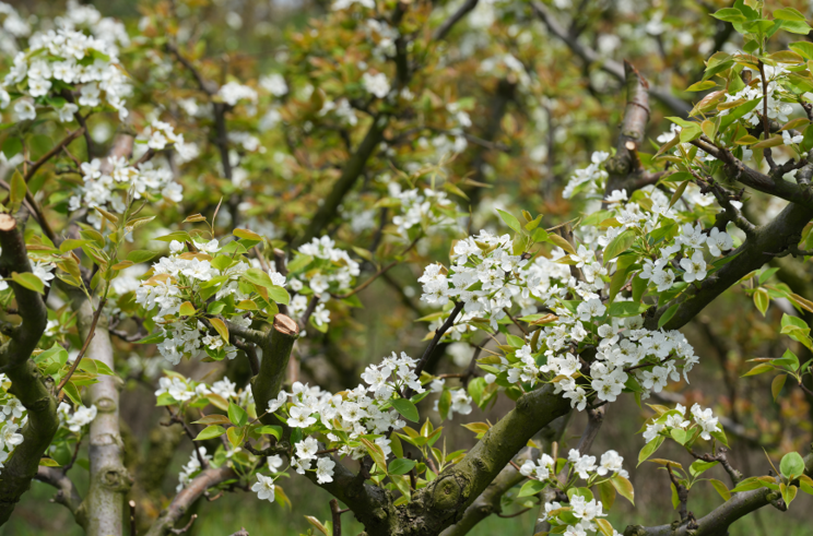 2024庐山&middot;星子首届梨花节开幕
