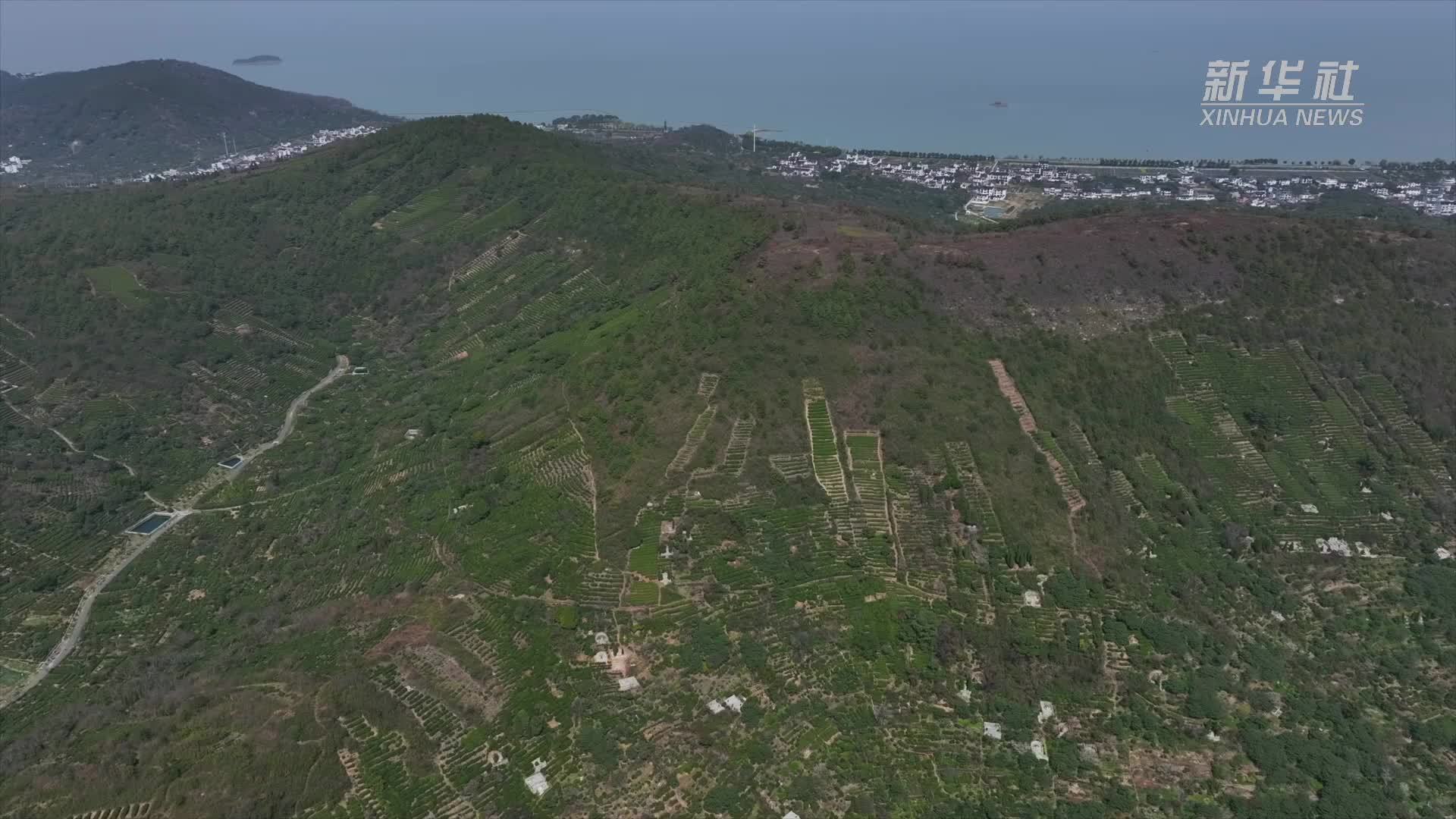 茶香“伴”春来