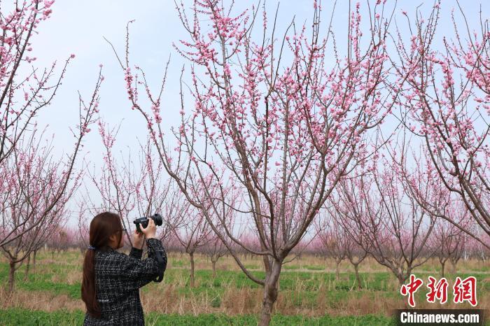 3月28日，游客正在拍摄照片记录美景。尚长治摄