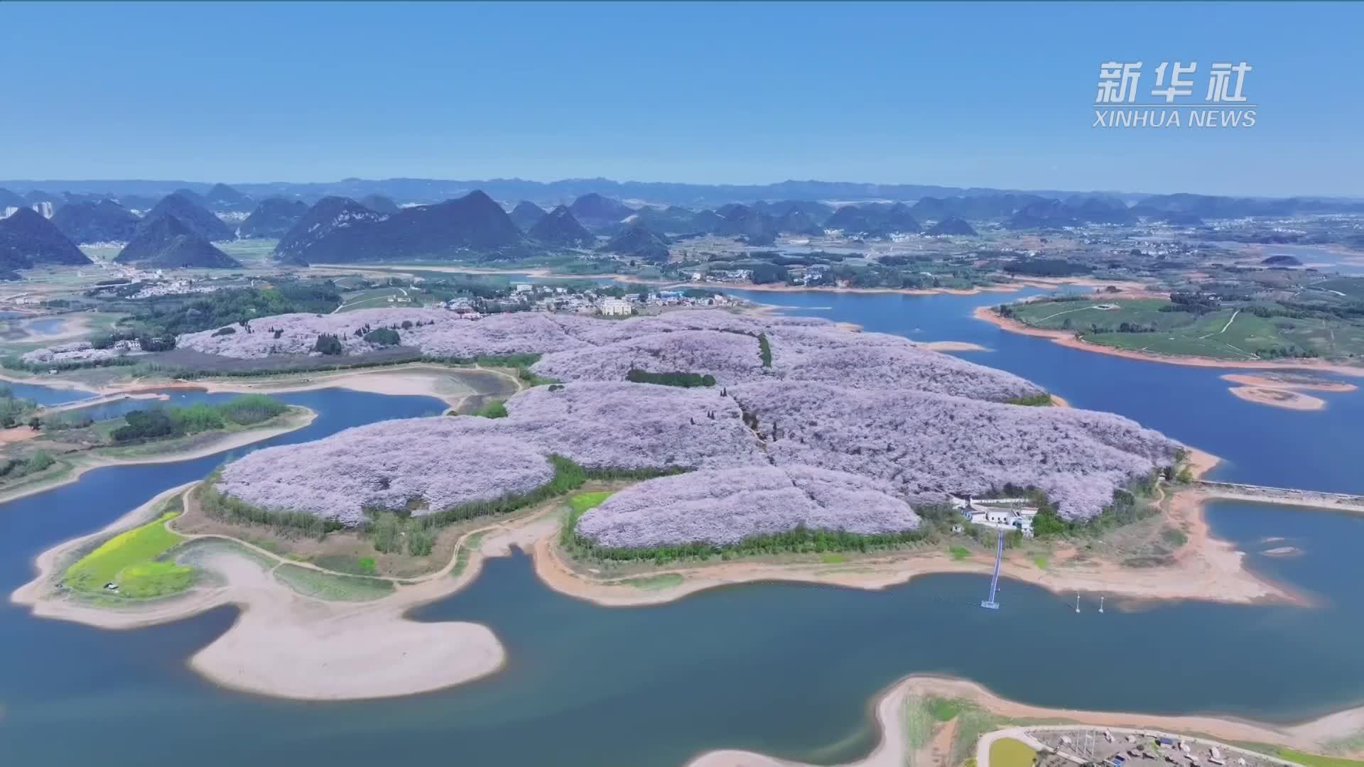 崇山峻岭观花海　春日漫步樱花园