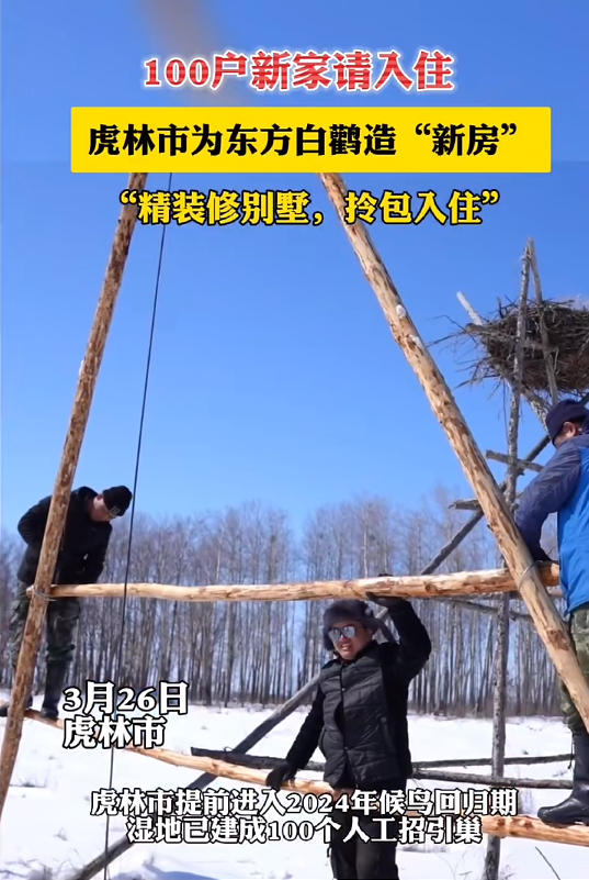 虎林：湿地人工筑巢 守护“回巢”的东方白鹳
