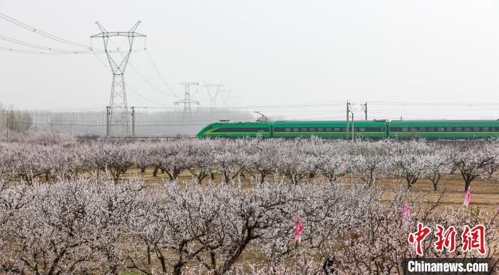 河北枣强：千亩杏花绽放游客纷至沓来