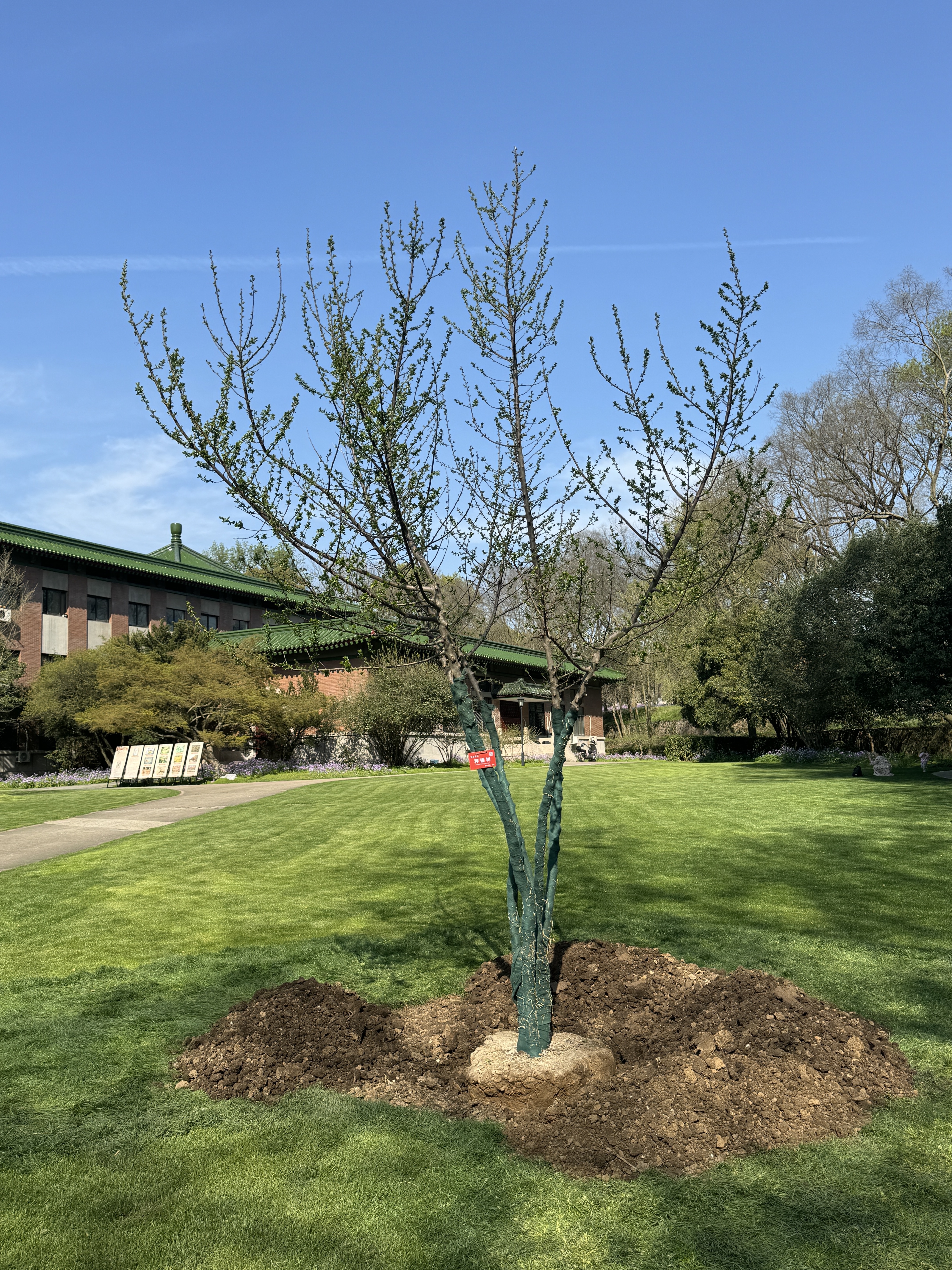 不负春光添新绿！中国植物学会大咖们在宁共植秤锤树