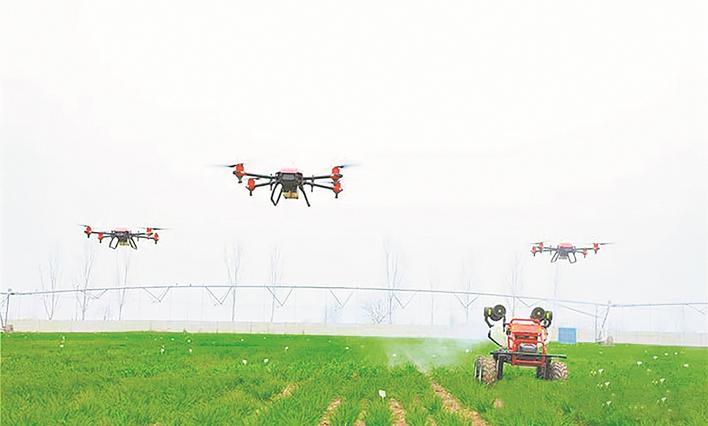 辛集市马兰农场无人机在田间喷洒农药。辛集市农业农村局供图