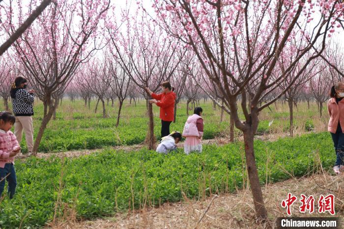 3月28日，游客们正在梅花下享受惬意的春光。尚长治摄