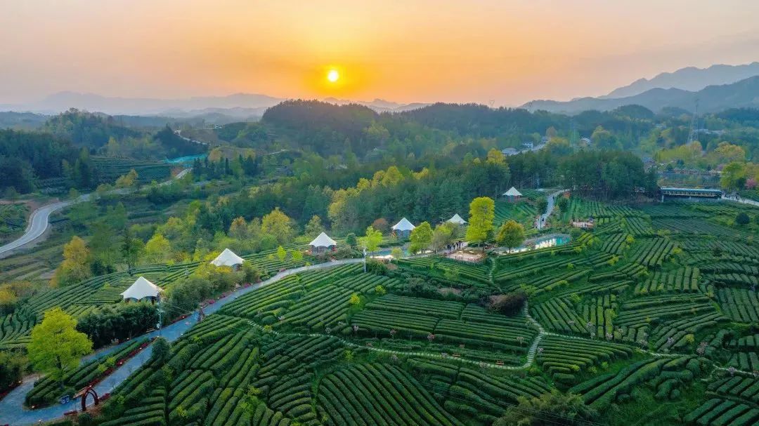 汉中市80万亩春茶陆续开采