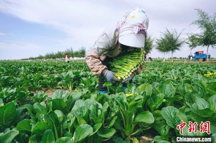 2020年8月25日，拍摄于甘肃民勤境内，农户正在采摘高原夏菜菜心。(资料图)殷春永　摄
