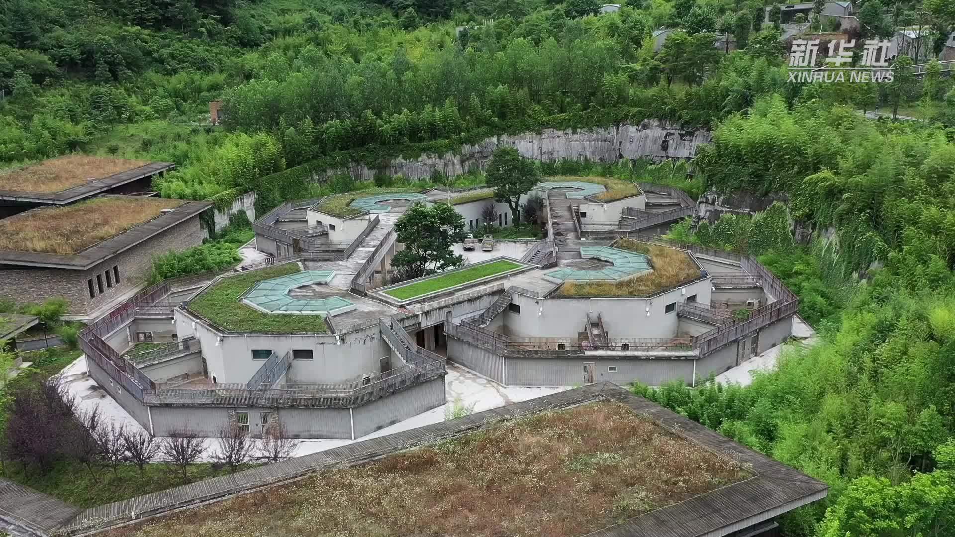 大熊猫迎来“相亲季”中国大熊猫保护研究中心进行大熊猫自然繁衍训练