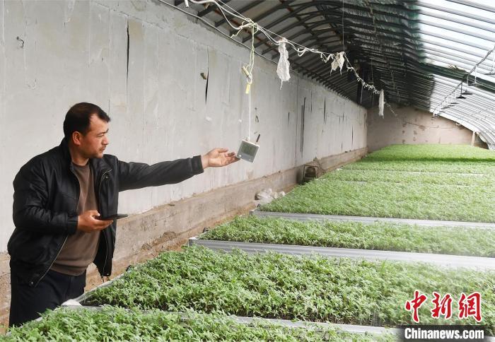 技术员可随时随地查询调节棚内温湿度数据。陈延 摄