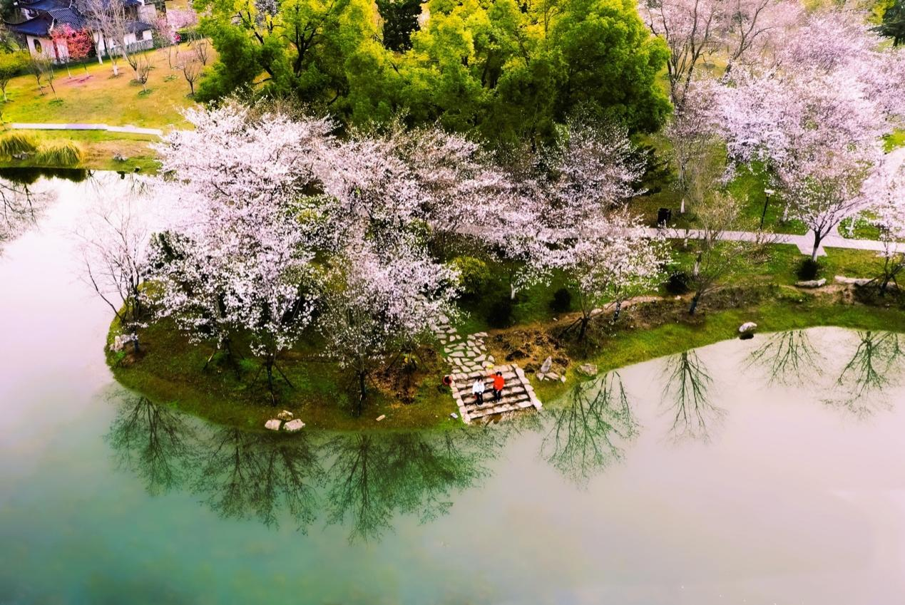 堤角公园樱花绽放，一举成为武汉和游客的赏樱热点。 武汉市委宣传部 供图