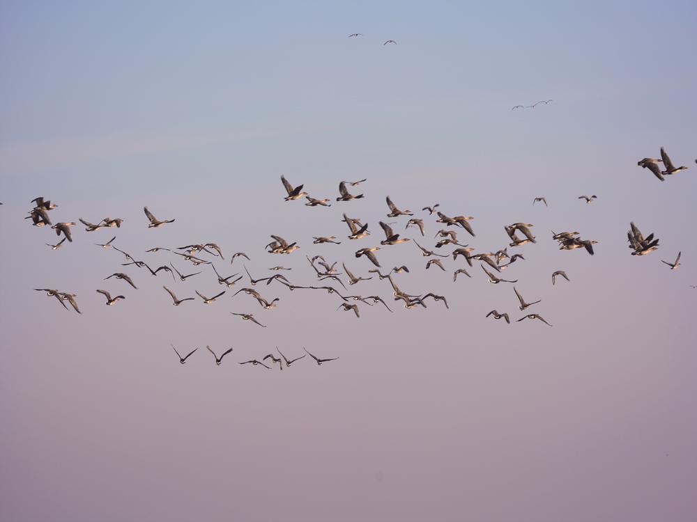 豆雁，拍摄于镇赉县莫莫格湿地。 潘晟昱 摄